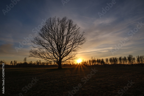 large oak tree in open field in sunset with sun behind it