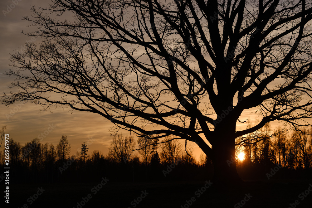 large oak tree in open field in sunset with sun behind it large oak tree in open field in sunset with sun behind it