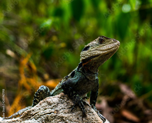 lizard on rock © Peter