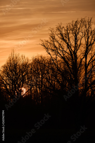 large oak tree in open field in sunset with sun behind it