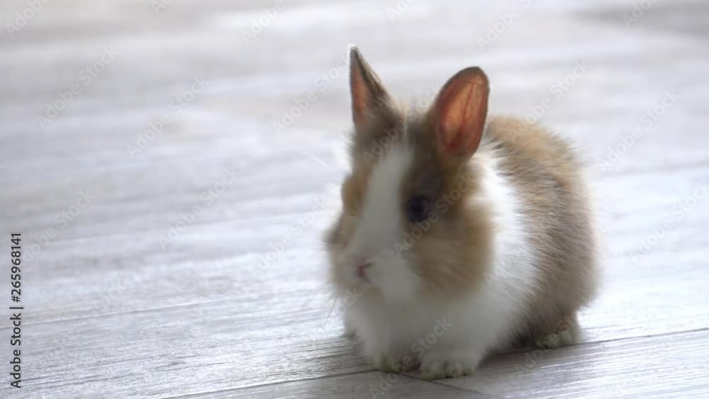 cute multicolored pet Rabbit cute multicolored pet Rabbit