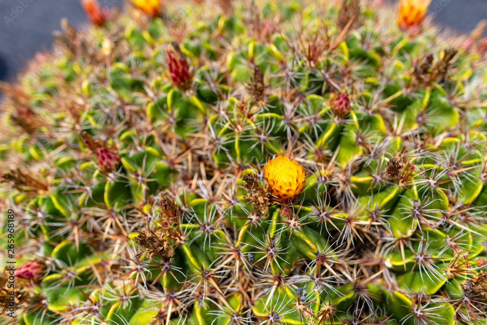 Colorful cactus plants varieties growing on volcanic lava sand soil in cactus garden near Quatiza, Lanzarote, Canary Islands, Spain.