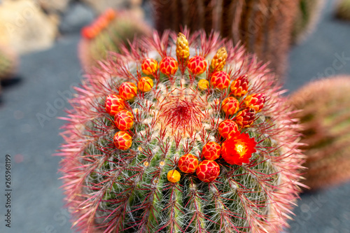 Colorful cactus plants varieties growing on volcanic lava sand soil in cactus garden near Quatiza  Lanzarote  Canary Islands  Spain.