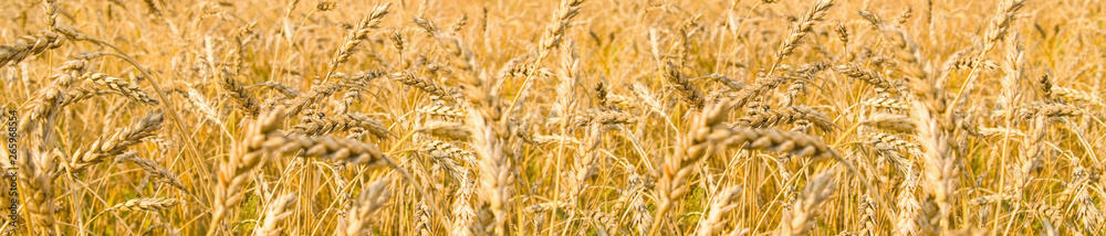 Fototapeta premium wheaten field ripened ears