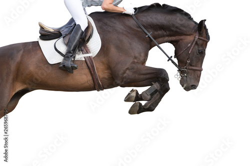 Jumping horse isolated on white background.