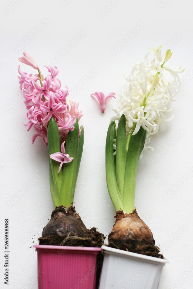Bouquet of pink and white hyacinth on white background. Mock up with flowers