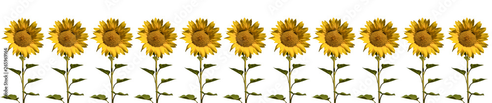 Fototapeta premium set of sunflower