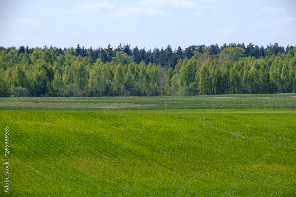Fototapeta premium fresh green agriculture fields in spring time