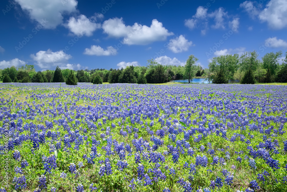 Bluebonnets in Late Afternoon Sunshine