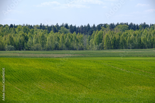 fresh green agriculture fields in spring time