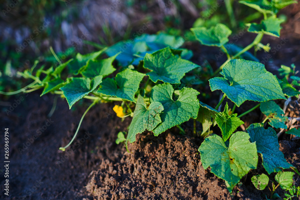 Obraz premium Cucumber plant blossoming yellow in the field. Seedlings in the farmer's garden , agriculture, plant and life concept. Young cucumber sprouts on a bed on a farm.