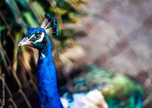 Blue peacock