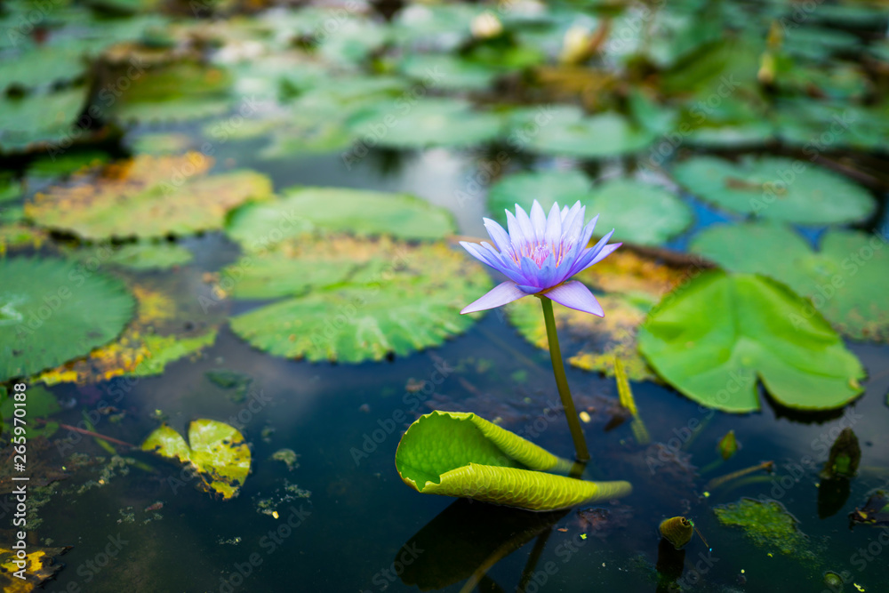 Beautiful water lily or lotus flower with green leaf in pond. Nature background. Lotus flower in the natural conditions of the reservoir. Beautiful water lily or lotus flower with green leaf in pond. Nature background. Lotus flower in the natural conditions of the reservoir.