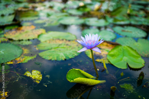 Beautiful water lily or lotus flower with green leaf in pond. Nature background. Lotus flower in the natural conditions of the reservoir.