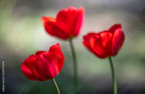 red tulips in the garden