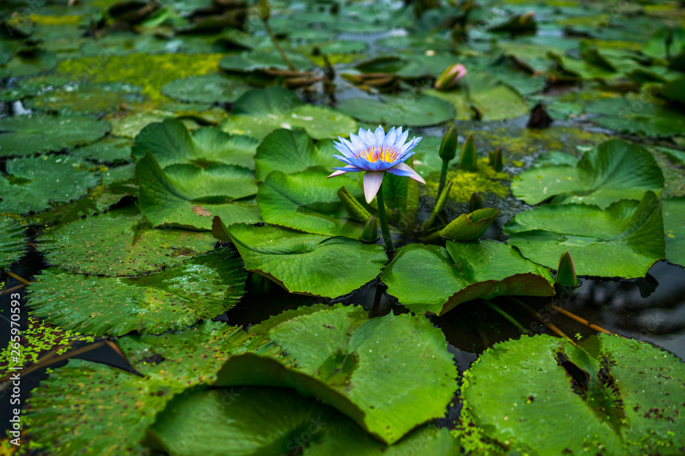 Beautiful water lily or lotus flower with green leaf in pond. Nature background. Lotus flower in the natural conditions of the reservoir. Beautiful water lily or lotus flower with green leaf in pond. Nature background. Lotus flower in the natural conditions of the reservoir.