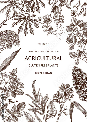 Agricultural plants design. Hand drawn botanical frame. Vegetarian and gluten free food illustration. Farm market products. Great for packaging, menu, label. Vector template. Line art.