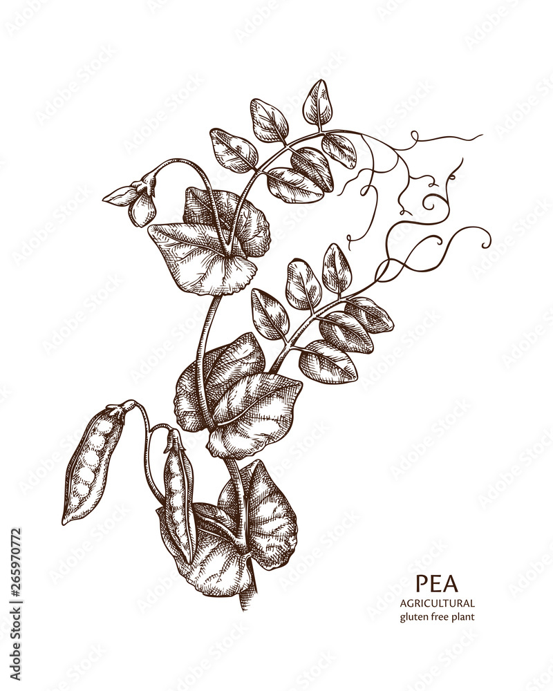 Pea Plant Vector Images (over 9,400)