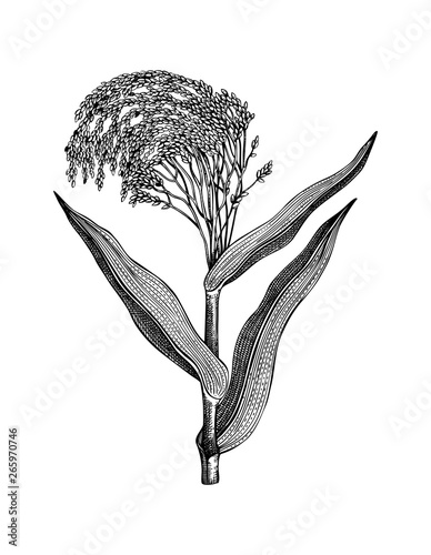 Vector proso millet illustration. Hand drawn cereal sketch. Botanical drawing of gluten free plant. Healthy food collection.