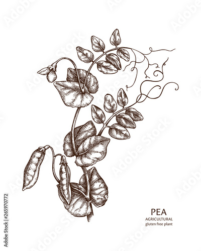 Garden Variety Of Pea Vintage Illustration Small Drawing Plant Vector,  Small, Drawing, Plant PNG and Vector with Transparent Background for Free  Download