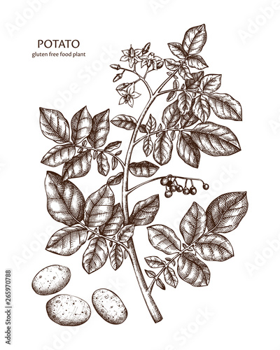 Hand drawn Potato illustration. Gluten free food. Agricultural plant drawing with tubers, leaves and flowers. Vegan and healthy. Great for packaging, label, icon. Lineart. Vector outlines. 