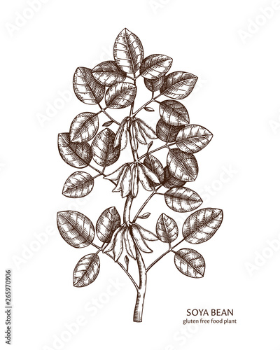 Hand drawn Soya beans illustration. Gluten free food. Agricultural legumes plant drawing with beans, leaves and flowers. Vegan and healthy. Great for packaging, label, icon. Lineart. Vector outlines. 
