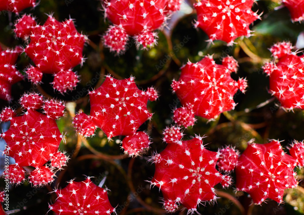 Collection of cactus plants in pots. Small ornamental plant. Selective focus, top-view shot. Cactus plant pattern. Natural background. Texture background. Collection of cactus plants in pots. Small ornamental plant. Selective focus, top-view shot. Cactus plant pattern. Natural background. Texture background.