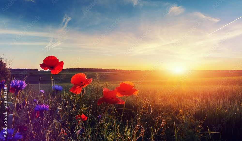 Wonderful landscape during sunrise. Blooming red poppies on field against the sun, blue sky. Wild flowers in springtime. Beautiful natural landscape in the summertime. Amazing nature Sunny scene. - obrazy, fototapety, plakaty 