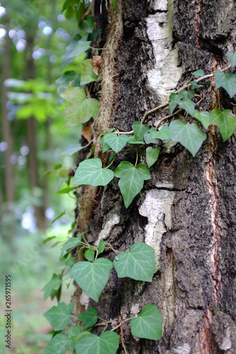 Ivy grows on a textured tree trunk