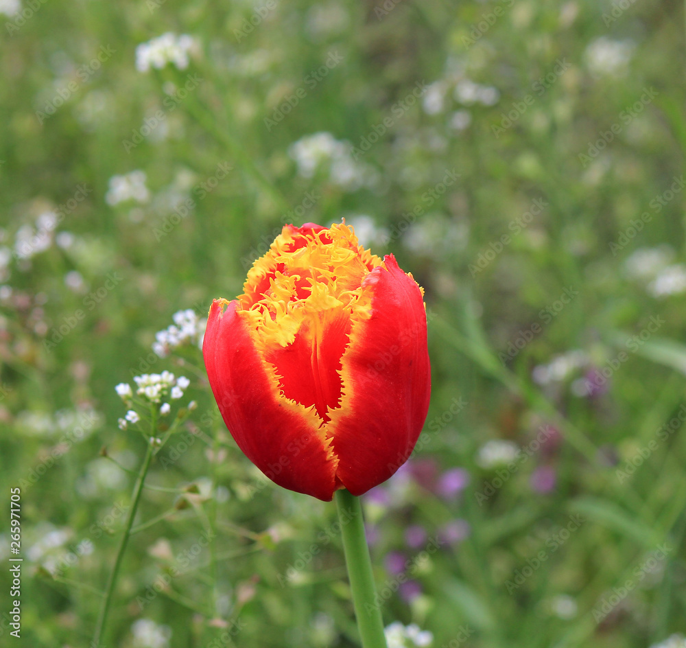 Obraz premium flower of a motley tulip