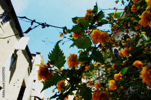 Japanese kerria ( kerria japonica pleniflora ) flowers bloom against the sky  photo