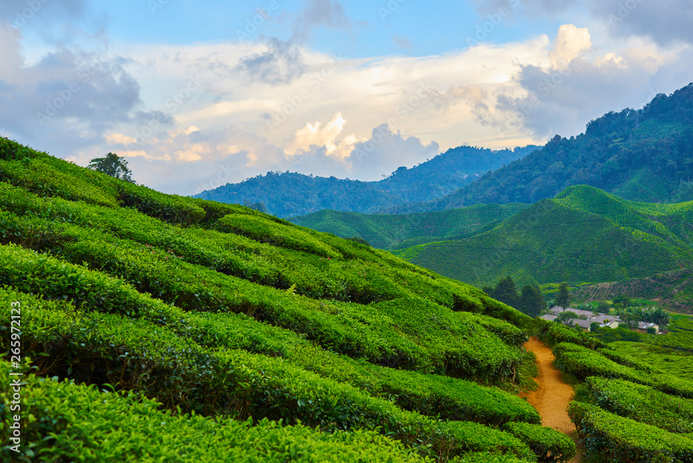 Amazing landscape view of tea plantation in sunset or sunrise time. Nature background with blue sky and cloudes.
