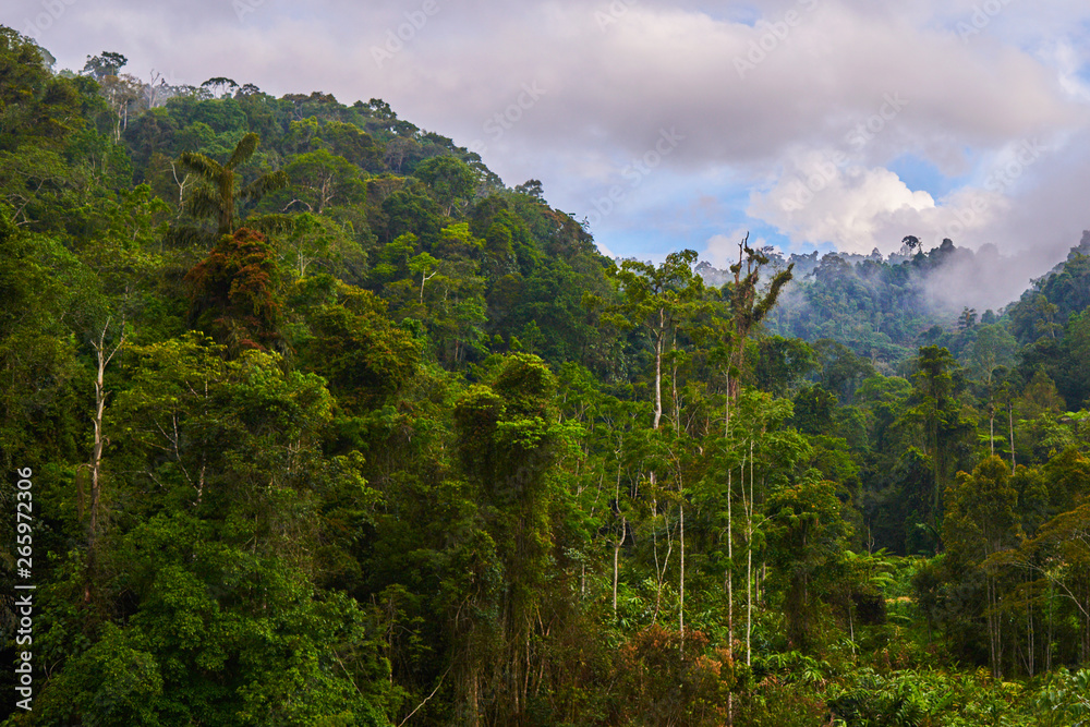 Morning fog in beautiful jungle garden. Morning fog in beautiful jungle garden.