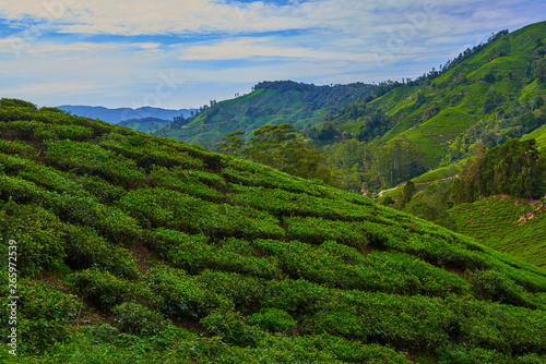 Landscape of tea plantation on mountains at Cameron Highlands with mist at sunrise near Kuala Lumpur, Malaysia.