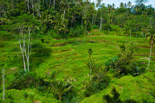Tegallalang rice Terraces, Ubud, Bali, Indonesia. Summer travel at Indonesia.