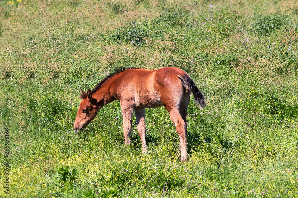 Purebred andalusian spanish foal grazing in Purebred andalusian spanish foal grazing in