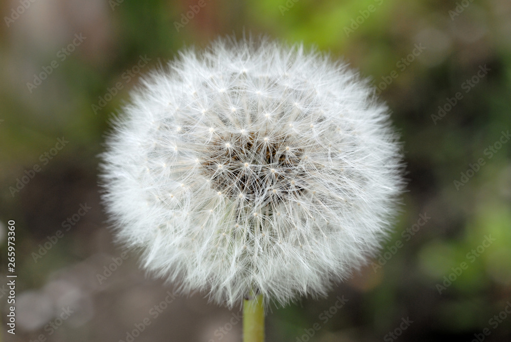 Field dandelion spring view closeup. Shallow depth of field Field dandelion spring view closeup. Shallow depth of field