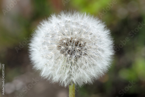 Field dandelion spring view closeup. Shallow depth of field