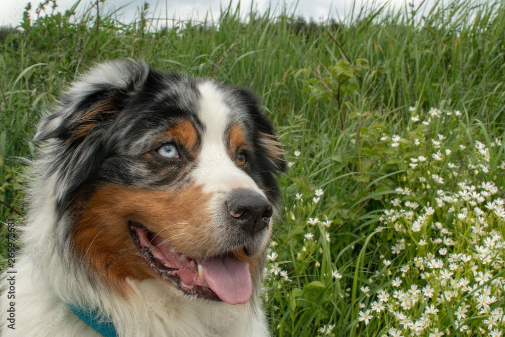 Hund im Grünen