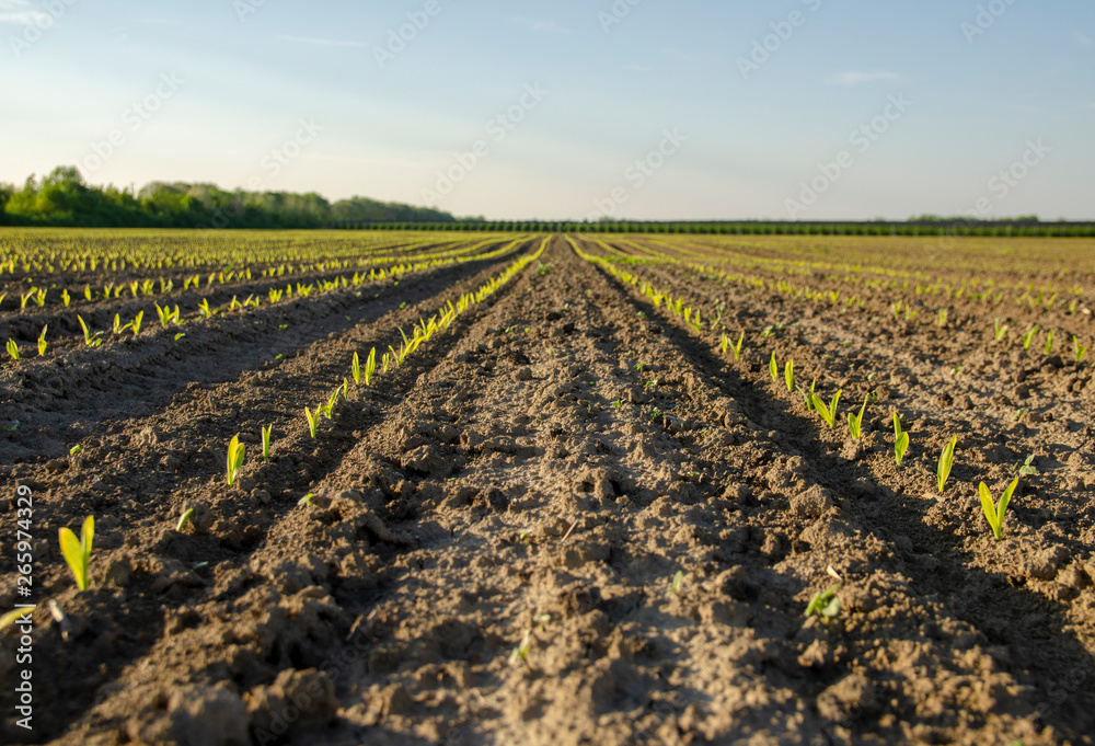 Corn just planted and starting to grow, farming concept 