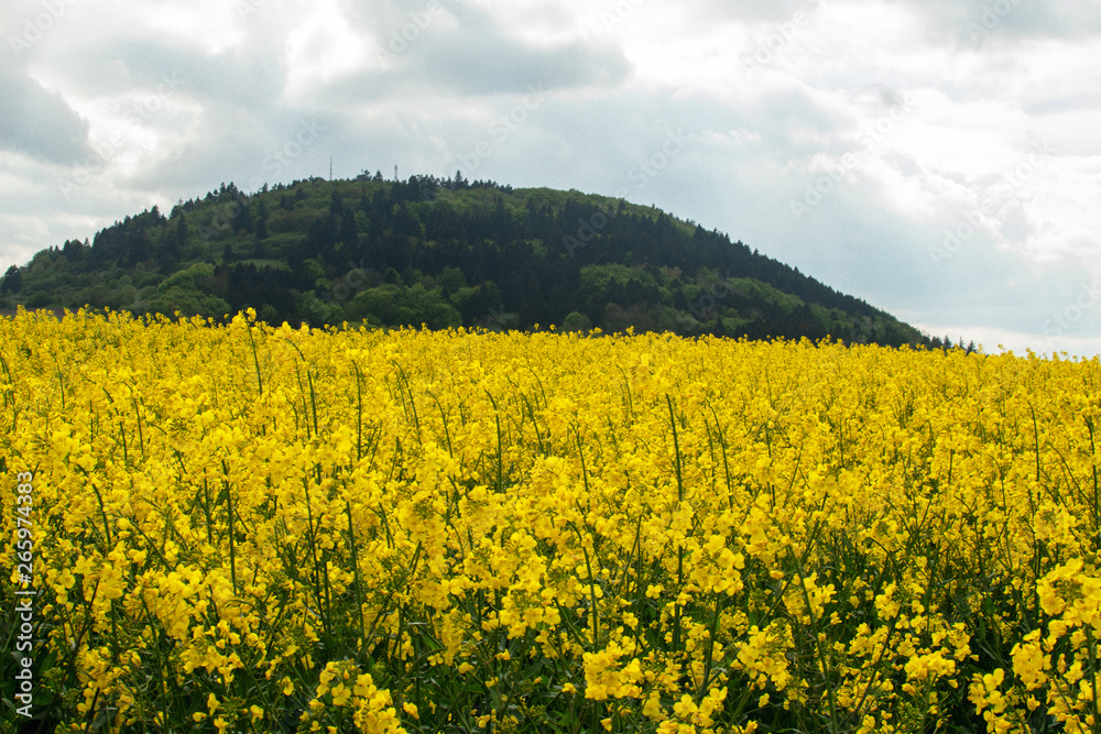 Obraz premium Rapsfeld