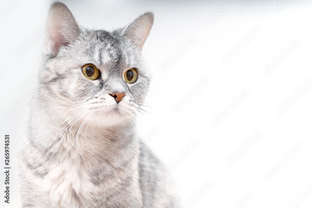 Portrait of a light gray cat with bright eyes. Advertising photo of a cat on a white background. Place for text