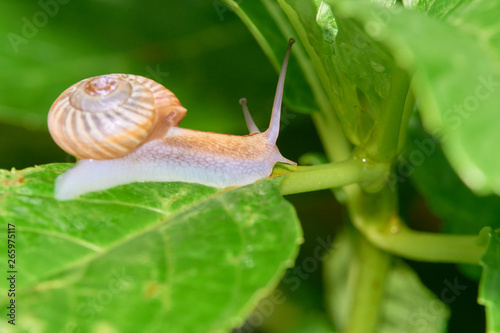 カタツムリ アジサイの葉