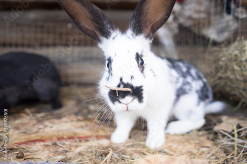 Fényképezés rabbit in hutch
