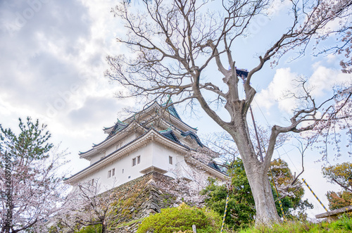 Wakayama Castle standing atop the hill with cherry blossoms in the foregound