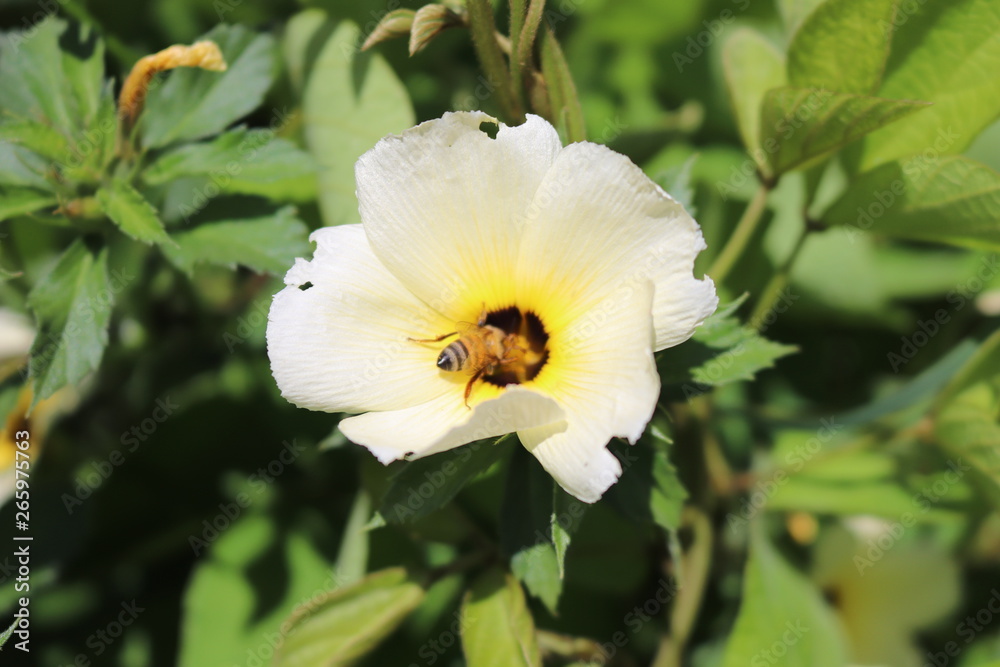 Fototapeta premium White Flower