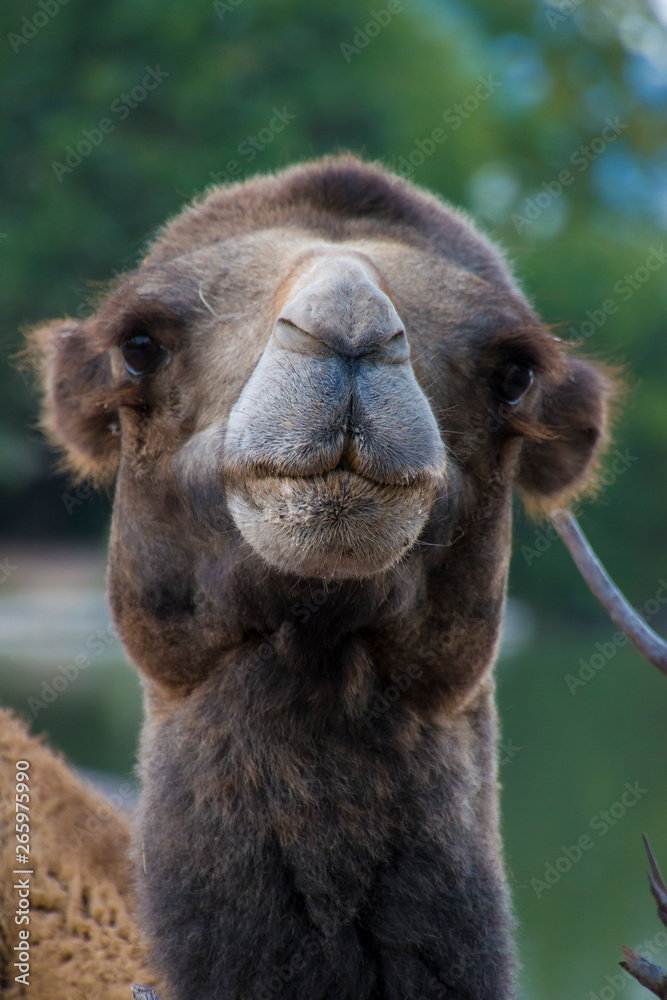 Obraz premium Cammello
