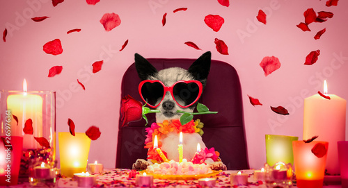 Photography valentines happy birthday dog