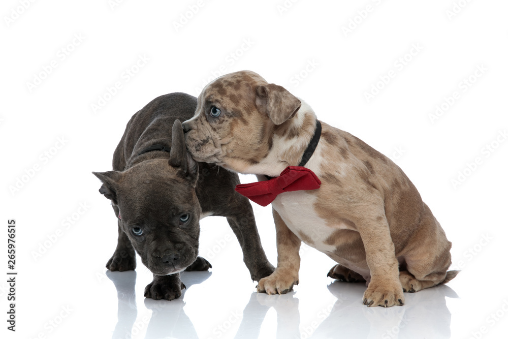 American Bully puppies wearing red bow ties and looking around