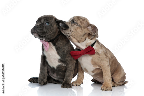 Fototapeta Naklejka Na Ścianę i Meble -  Tow Amstaff puppies in a romantic posture, wearing bow ties